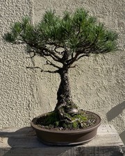 Bonsaï Pin De Montagne Pinus