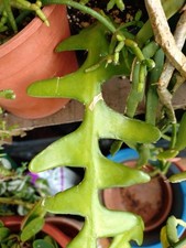 epiphyllum anguliger