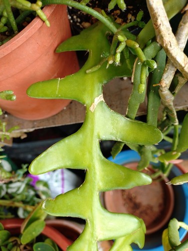 Epiphyllum anguliger - epiphyllum,