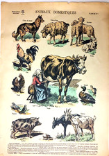 Animaux domestiques - Imagerie de NANCY - 1890/1900's - 40x30 cm