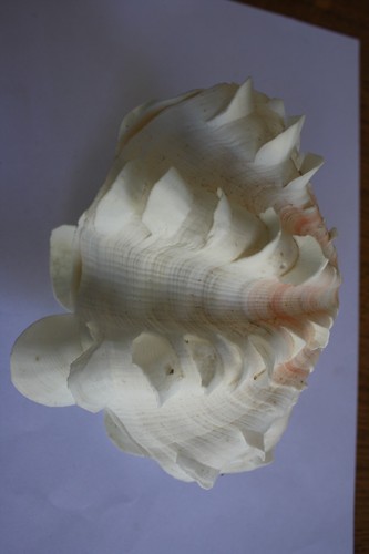 Coquillage bénitier complet - coquillage,