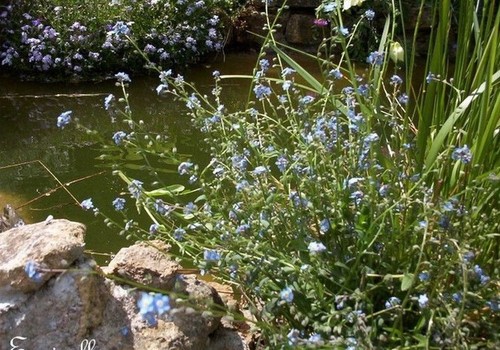 Myosotis des marais queue - ♫, marais,