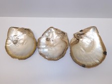 -3 COQUILLAGES ANCIENS SEA SHELL HUITRES PERLIERES JUS de grenier avec USURES  D