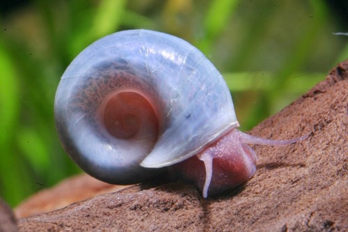 Mix escargots planorbe - de,