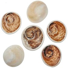 Gros opercule de coquillage