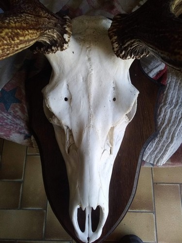 Trophé massacre cerf - de, "