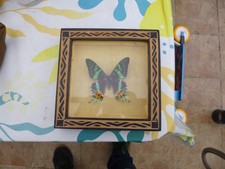 Cadre Papillon Vintage Entomologie