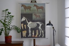 VINTAGE | CARTE MURALE SCOLAIRE CHEVAL CHEVAL JEUNE CUISINIER QUENTELL | SCHOOL WALL CHART 