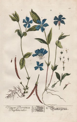 Evergreen bigorneau vinca - bigorneau,