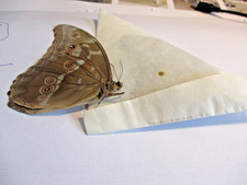 Entomologie Morphinae  Lot de