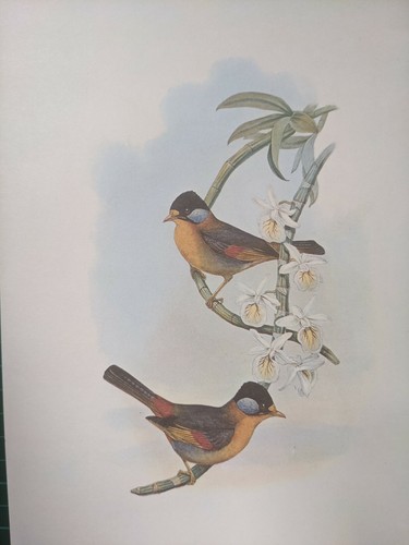 1969 oiseau imprimé argent - 1969,