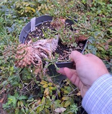 Euphorbia caput-medusae -  Vieux spécimen