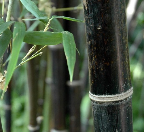 Phyllostachys nigra 70cm - phyllostachys,