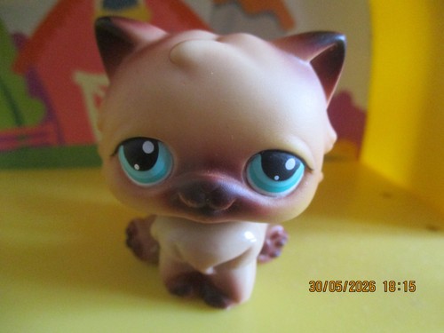 Petshop chat persan avec - #22,