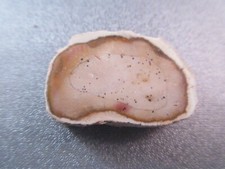 Madagascar Petrified Wood