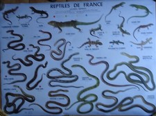 TABLEAU SCOLAIRE "LES REPTILES