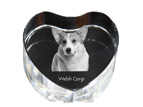 Pembroke welsh corgi cœur - pembroke,