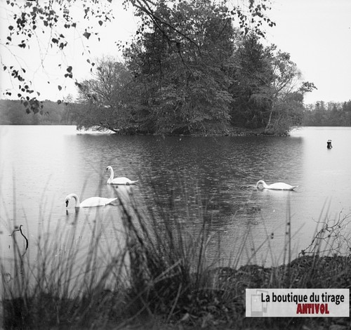 Lac cygnes paysage - paysage, france