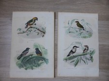 2 Gravures Oiseaux couleur