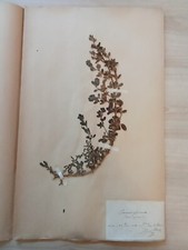Ancien Herbier Botanique
