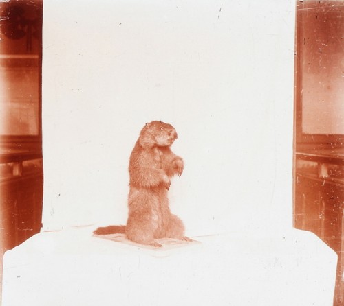 Animal empaillé marmotte - animal,