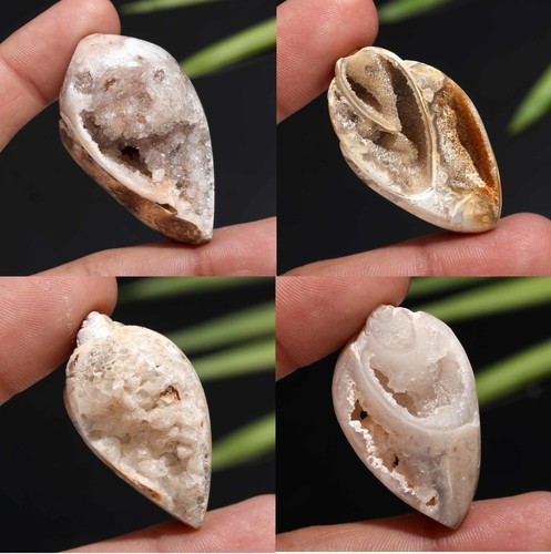 Fossile shell druzy - fossile,