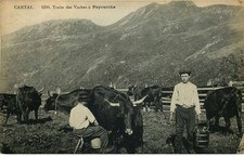 LE CANTAL traite des vaches a PEYRARCHE
