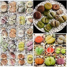 30 graines de mix Lithops