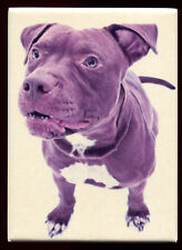  Magnet chien genre Pitbull