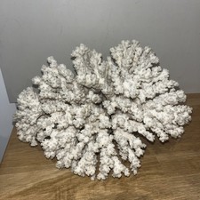 Grand Squelette De Corail Blanc Récif Corallien