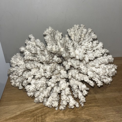 Grand squelette corail - squelette,