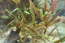 Cryptocoryne wendtii pied de