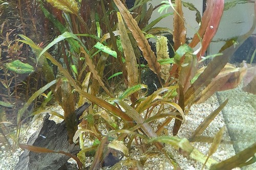 Cryptocoryne wendtii pied - , de