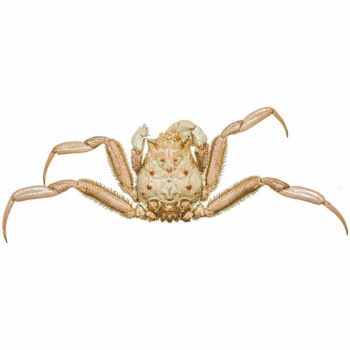 Crabe homola orientalis