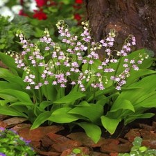 Muguet Rhizome Convallaria