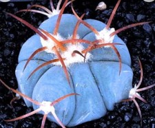 Echinocactus horizonthalonius