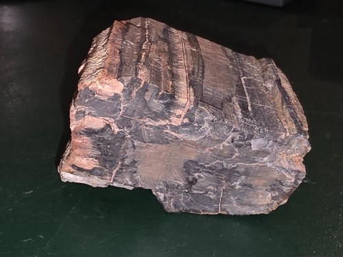 Morceau bois fossilisé de - de,