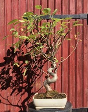 BONSAÏ POMMIER MALUS 15ANS