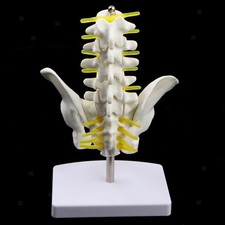 Mini Bassin Humain Et Modèle