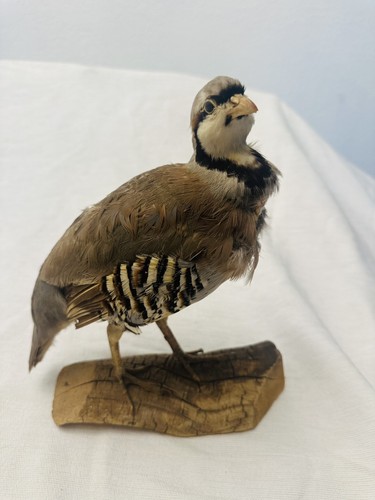 Chukar bird mount taxidermy - chukar,