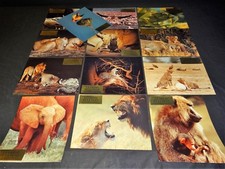 LA GRIFFE ET LA DENT tigre magnifique 13 photos LUXE francois bel  afrique 1976