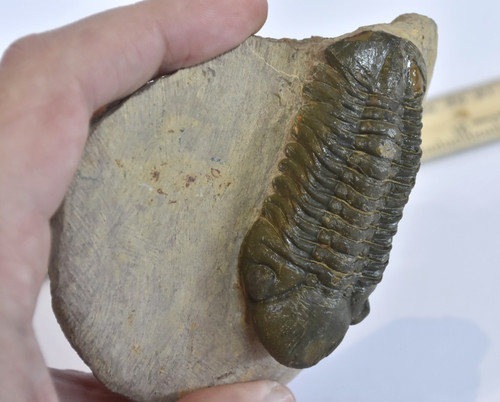 Trilobite fossil reedops - trilobite,