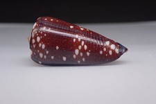 138 - Conus (Eugeniconus)