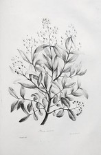 Lithographie XIXème - Herbier