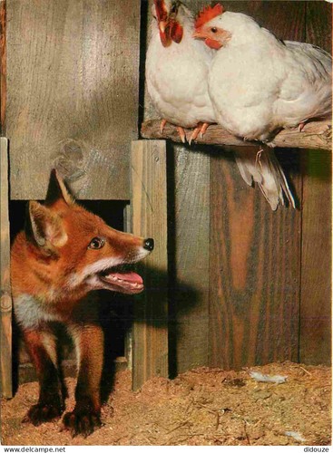 Carte postale animaux - animaux,