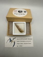 Rare Dent De Pterosaure Maroc Dinosaur Dinosaure Dent Fossile Fossilien Fossili