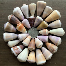 cone shell from japan  Shells