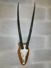 Corne D'Antilope Trophée De