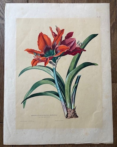 Anton hartinger rare - ,