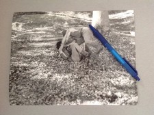 THIERRY LA FRONDE   - PHOTO DE